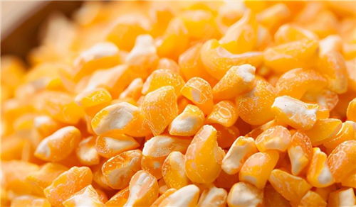 11月5日饲料原料,玉米达到心理价位售粮积极,豆粕利空因素累积