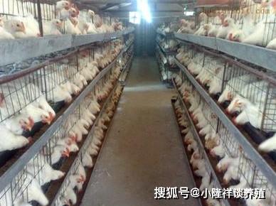 分享 能让肉鸡快速长肉,又不影响品质的饲料配方