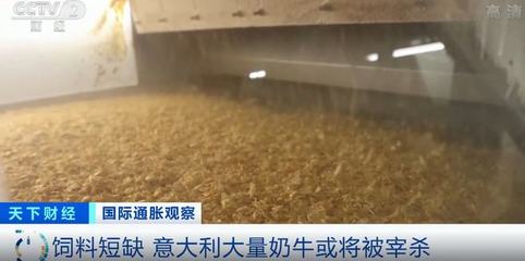 俄乌冲突持续,意大利饲料库存告急!大量奶牛或将因此被宰杀